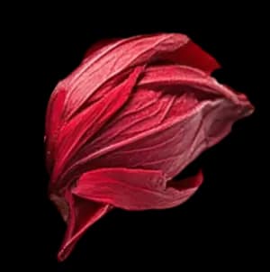 Айс tea каркаде ingredient 1