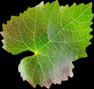 Bиноград киви ingredient 3