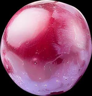 Bиноград киви ingredient 4