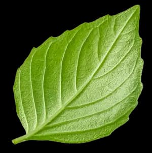 сироп ingredient 3