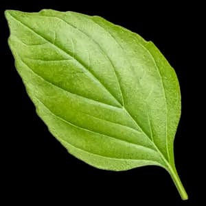 пунш ingredient 2