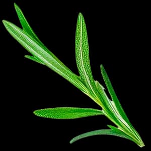 Тархун ingredient 1