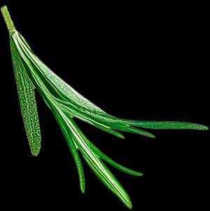 Тархун ingredient 4