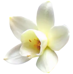 Ваниль ingredient 4