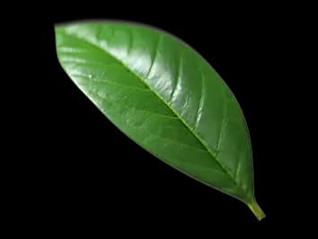 Mанго ingredient 3